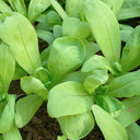 Large-Leaf Garland Chrysanthemum Seeds, 20g