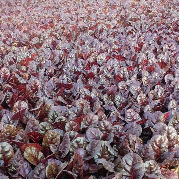 Purple Red Leaf Beet Seeds, 5g