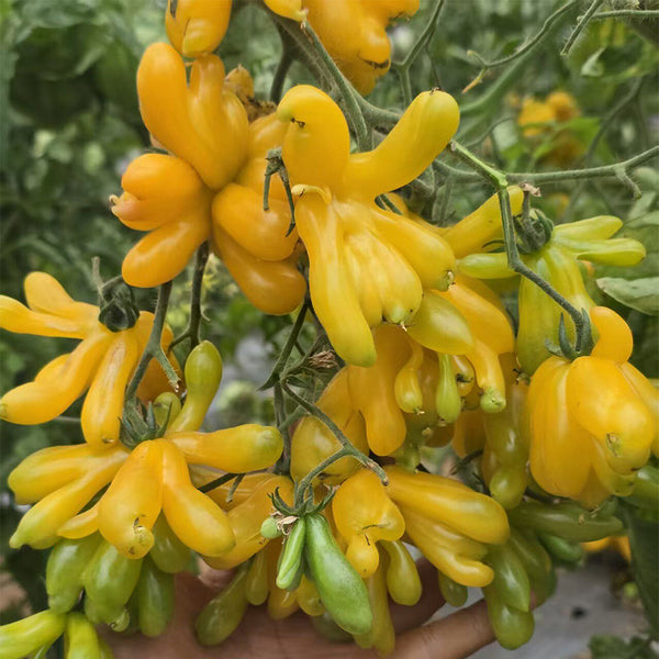 Sweet Popping Candy Tomato, 3 Seeds