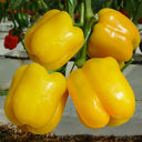 Yellow Lantern Sweet Pepper Seeds, 100 Seeds