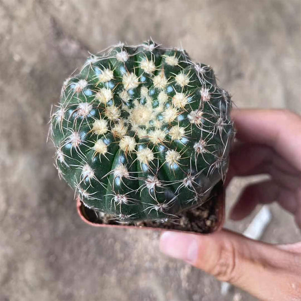 Parodia crassigibba, 3-4cm