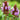 Large-Flowered Selfheal (Mixed Colors), 200 Seeds