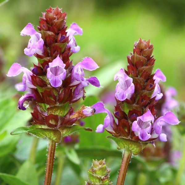 Large-Flowered Selfheal (Mixed Colors), 200 Seeds