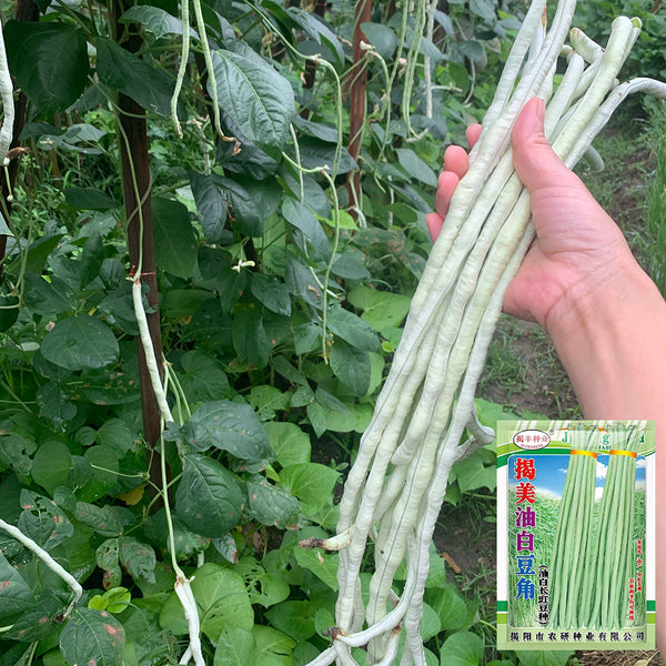 'Jiemei' Glossy White Long Bean Seeds, 20g