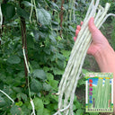 'Jiemei' Glossy White Long Bean Seeds, 20g