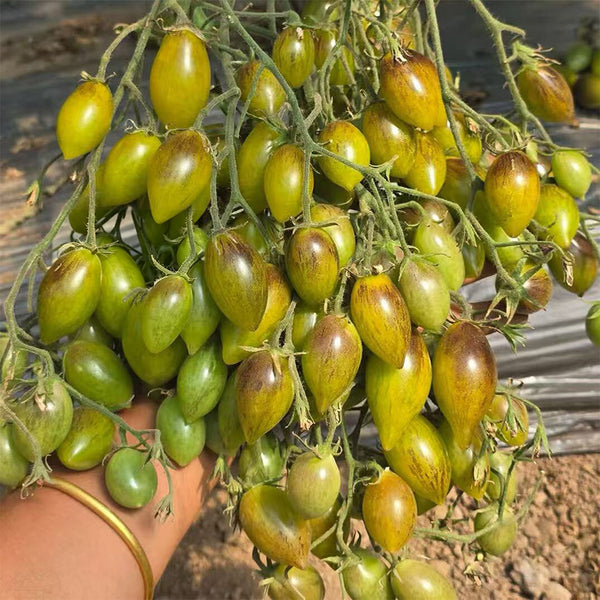 Crazy Gu Yuelin F4 Tomato, 5 Seeds