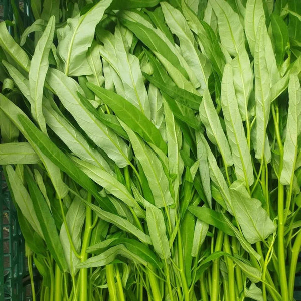 Jiemei New Green Willow Leaf Water Spinach Seeds, 500g