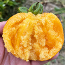 U2609 Large Yellow Persimmon Tomato, 100 Seeds