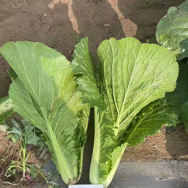 'Shenglv No.3' Fast-Growing Bok Choy Seeds, 20g