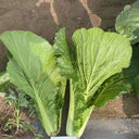 'Shenglv No.3' Fast-Growing Bok Choy Seeds, 20g