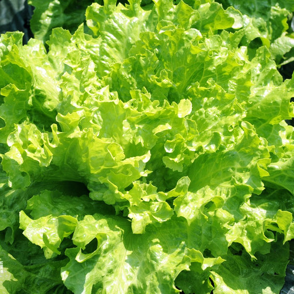 Glass Lettuce, 2000 Seeds