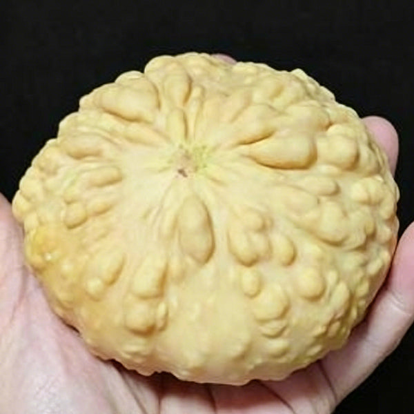 Extra-large Bumpy Gourd, 10 Seeds