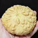 Extra-large Bumpy Gourd, 10 Seeds