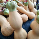 Slender-waisted lotus-head gourd, 5 Seeds