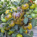 612 Blue Green Zebra Tomato, 5 Seeds