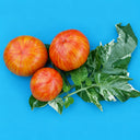 212 Dean's Brad Gates Dwarf Tomato, 5 Seeds