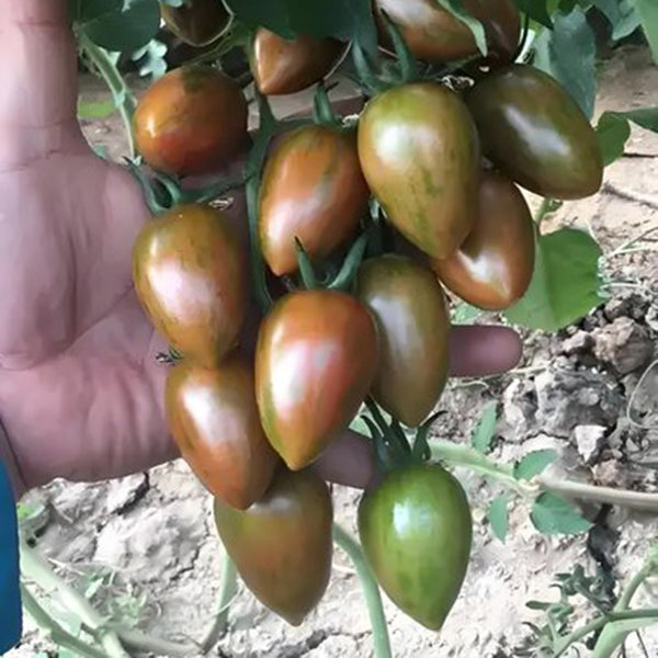 Royal Violet Cherry Tomato Seeds, 20 Seeds