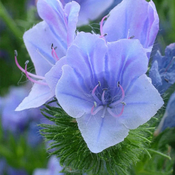 Viper's Bugloss Seeds, 200 Seeds