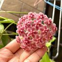 Hoya pubicalyx 'Pink Dragon', 5 Cuttings