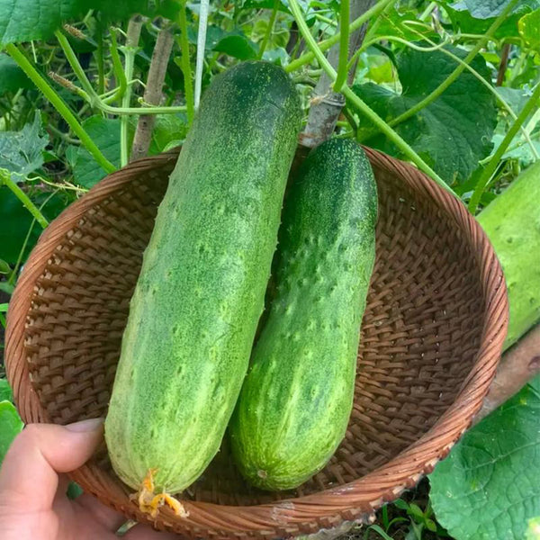 'Superior' Classic Fruit Cucumber Seeds, 3g