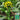 'Jiemei Thick Stem' Chinese Kale Seeds, 20g