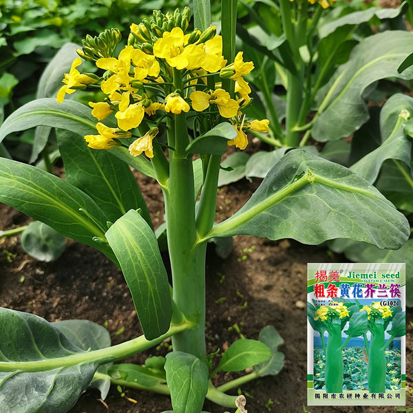 'Jiemei Thick Stem' Chinese Kale Seeds, 20g
