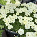 Oxalis perdicaria 'Cream Butterfly', 6 Bulbs