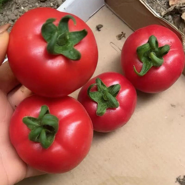 Pink Peach Fruit Tomato Seeds, 0.5g