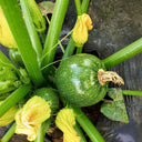 Black Pearl Zucchini Seeds, 100 Seeds
