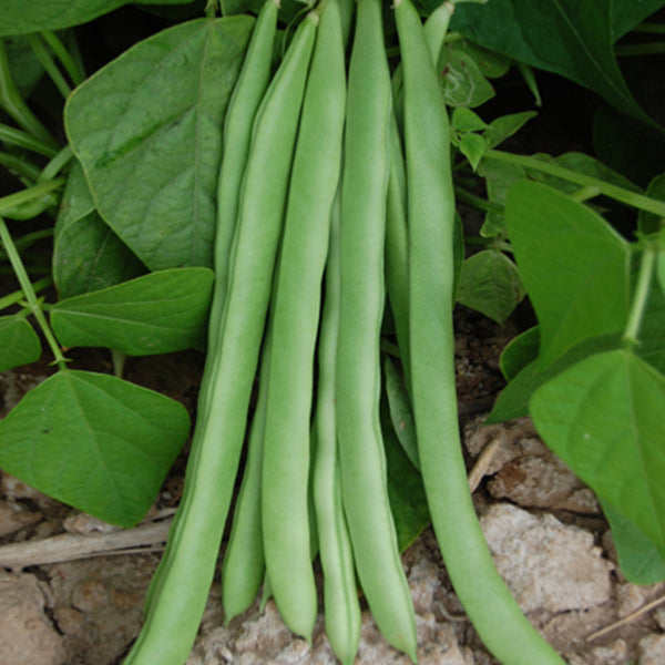 Red-flowered Snap Bean Seeds, 5 × 10g Bags