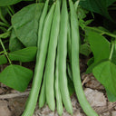 Red-flowered Snap Bean Seeds, 5 × 10g Bags