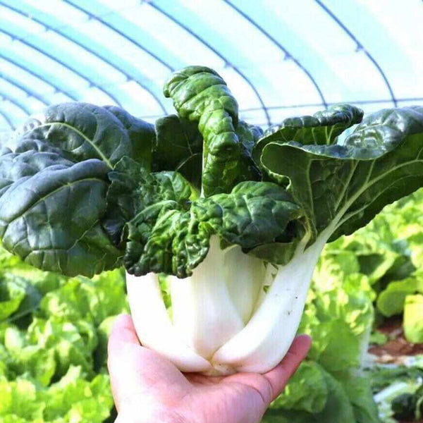 Fresh Sweet Bok Choy Seeds, 10g