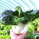 Fresh Sweet Bok Choy Seeds, 10g