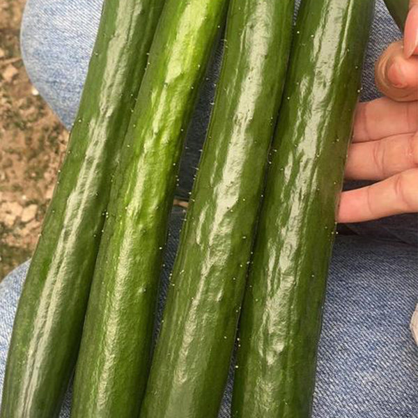 Guangliang No.74 Fruit Cucumber Seeds, 100 Seeds