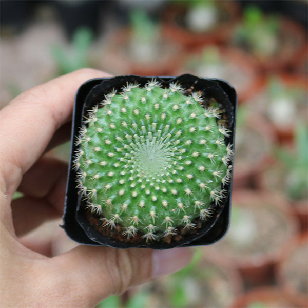 Parodia haselbergii subsp. graessneri 'Green', 3-4cm