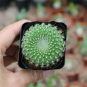 Parodia haselbergii subsp. graessneri 'Green', 3-4cm