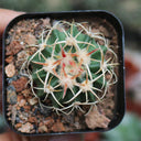 Echinocactus texensis, 3cm