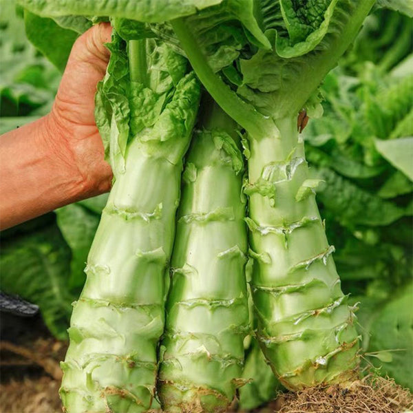 Erbai Pi Stems Lettuce Seeds, 10g