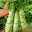 Erbai Pi Stems Lettuce Seeds, 10g