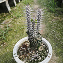 Alluaudia montagnacii, 7-8cm