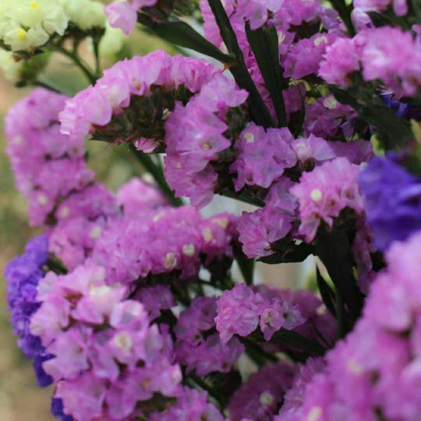 Cut Flower Forget-me-not, 30 Seeds