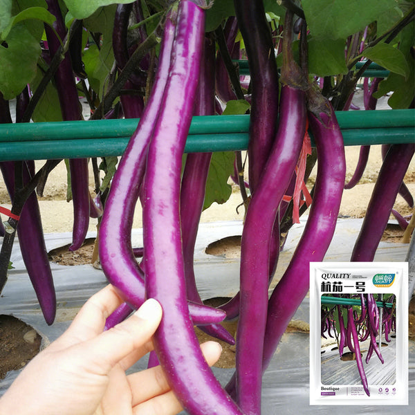 'Hangqie No.1' Eggplant Seeds, 100 Seeds