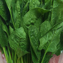 'Heat-Tolerant King' Spinach Seeds, 20g
