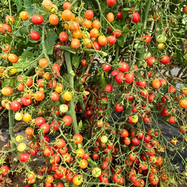 773 Pink Waterfall Cherry Tomato, 5 Seeds