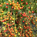 773 Pink Waterfall Cherry Tomato, 5 Seeds