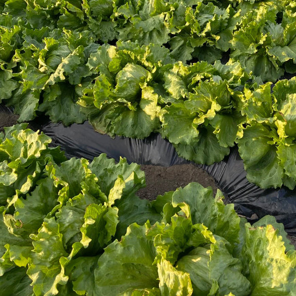 Caesar Crisphead Lettuce Seeds, 1g