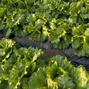 Caesar Crisphead Lettuce Seeds, 1g