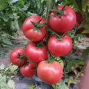 Alas No.9 Hybrid Pink Tomato Seeds, 50 Seeds