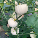 White Baby Pumpkin Seeds, 5 Seeds