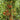 611 Barberry Cherry Tomato, 5 Seeds